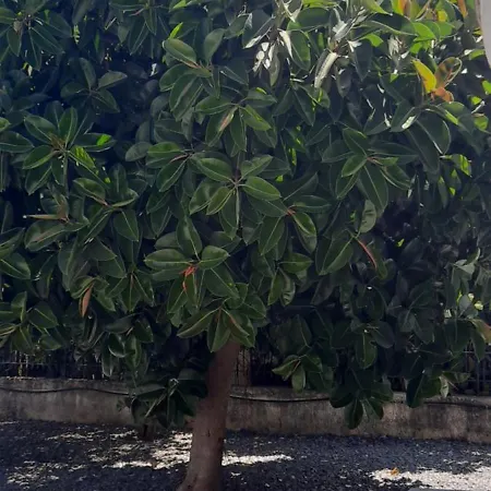 Janis Сasa de vacaciones Chrani