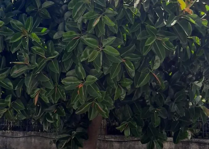 Janis Casa de Férias Chrani